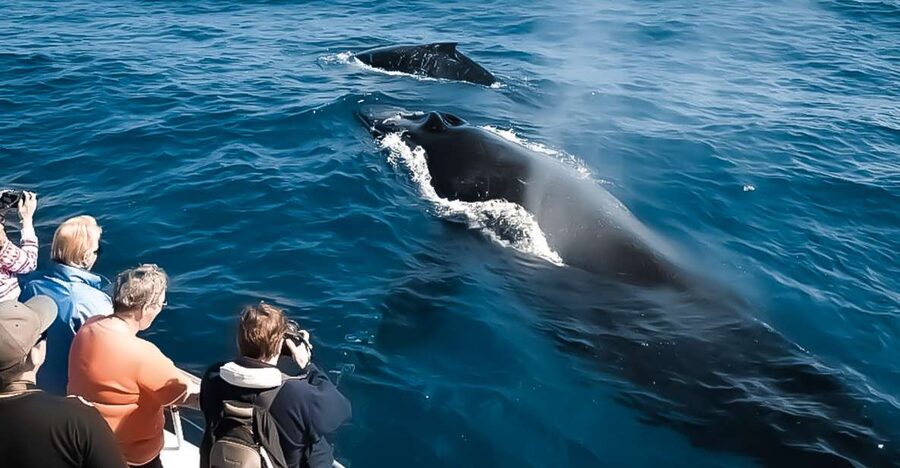 Kalaoa: Big Island and Kona Midday Whale Watching Tour - Meeting the Kibou at Kalaoa’s Slip A17