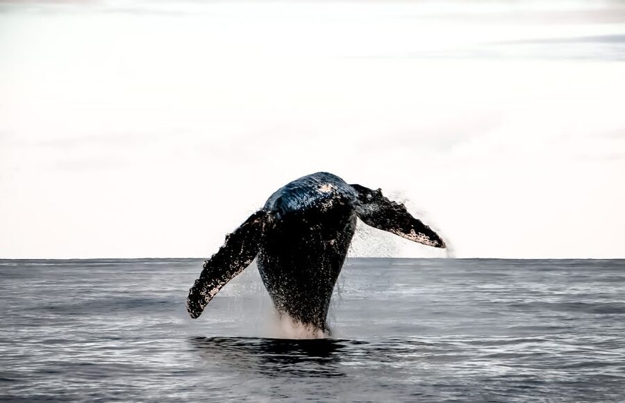Kalaoa: Big Island and Kona Midday Whale Watching Tour - What you may see during whale season