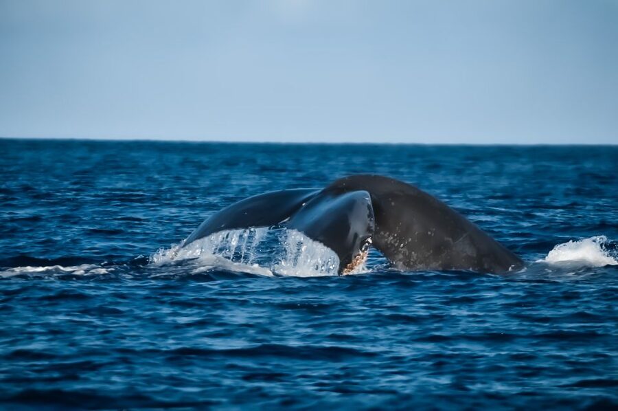 Kalaoa: Big Island and Kona Midday Whale Watching Tour - A relaxed boat ride, with simple refreshments