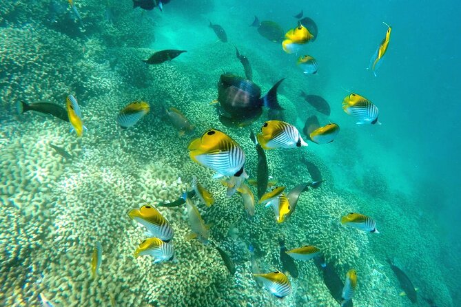 Kaneohe Sandbar Snorkeling Tour - 2nd Tour - A crew that works well with beginners and families