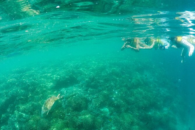 Kaneohe Sandbar Snorkeling Tour - 2nd Tour - The best match for this Kaneohe Bay outing