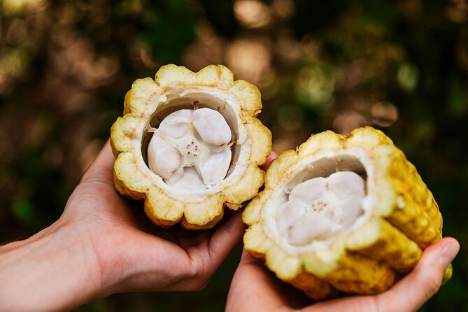 Kauai Chocolate Farm Tasting Tour - The tasting: macadamia nuts, fruit, honey, and dark chocolate