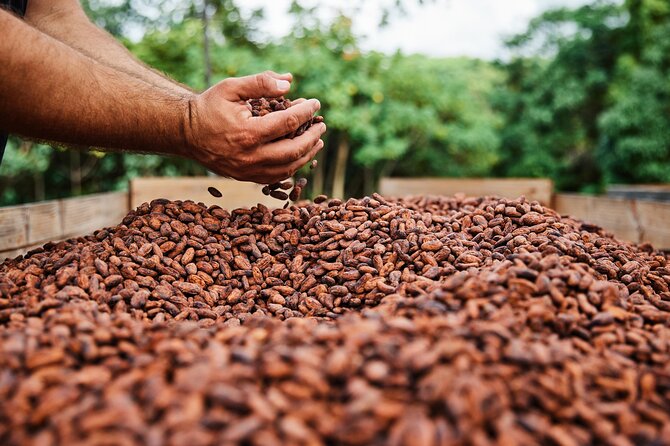 Kauai Chocolate Farm Tasting Tour - How much walking and sitting should you expect?