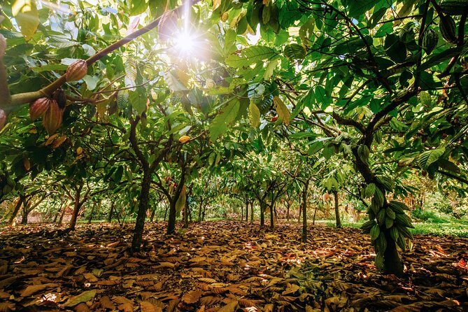Kauai Chocolate Farm Tasting Tour - Who should book this Kauai chocolate tour?