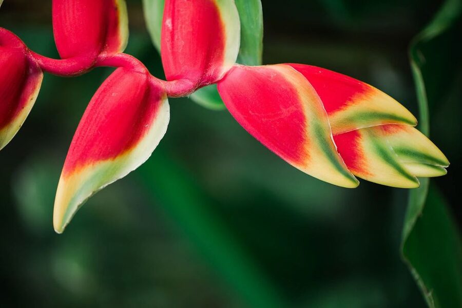 Kauai: McBryde Garden Self Guided Visit - Palms, flowering trees, and unusual tropical plants