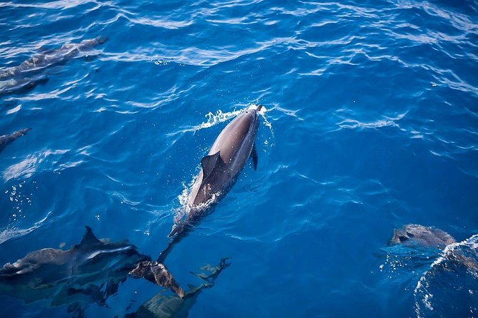 Kauai: Na Pali Sunset & Sightsee Boat Tour - Sunset Light, Whale Season, and Wildlife Luck