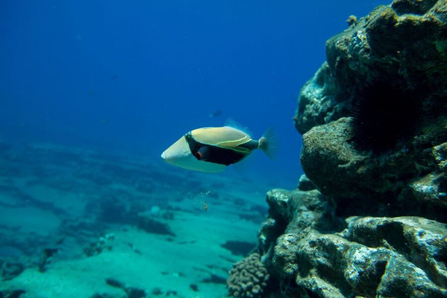 Kauai: Niihau and Na Pali Coast Full-Day Boat Tour - Is $338 a good value?
