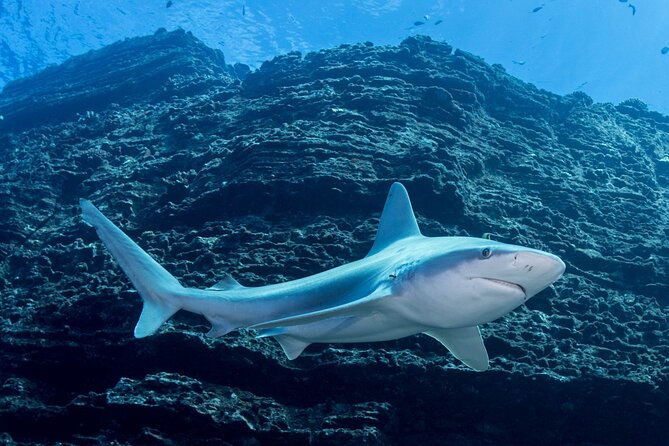 Kauai's Exclusive Morning Scuba Charter for Experienced Divers - Sheraton Caverns and the appeal of lava tubes
