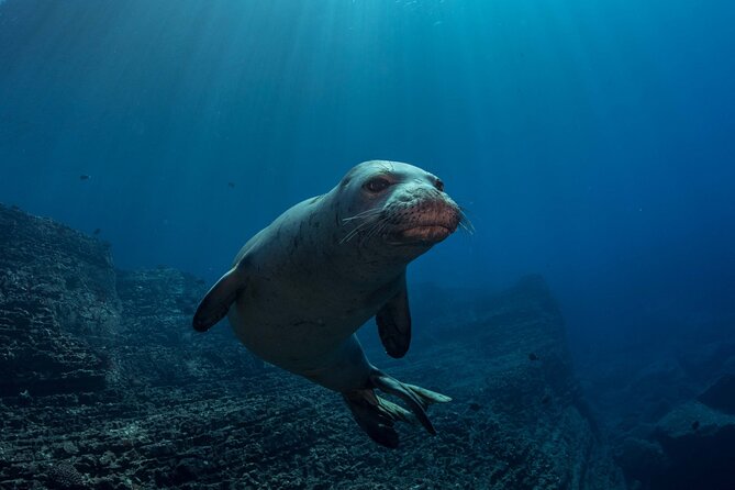 Kauai's Exclusive Morning Scuba Charter for Experienced Divers - Wildlife from turtles to seasonal humpback whales