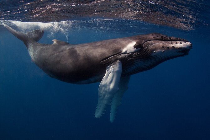 Kauai's Exclusive Morning Scuba Charter for Experienced Divers - What the small group size means on the boat