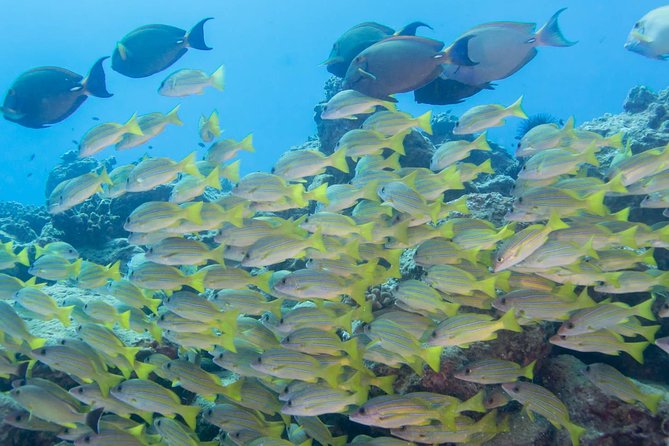 Kauai's Ultimate Discover Scuba Dive - OCEAN EXPERIENCE (1 Tank Dive) - Why the Four-Person Limit Matters