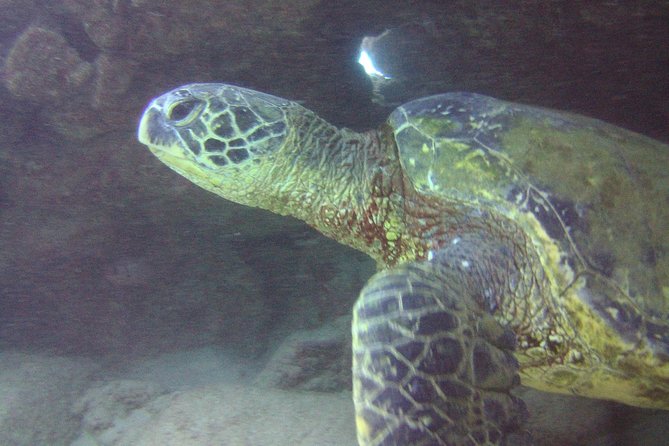 Kauai's Ultimate Discover Scuba Dive - OCEAN EXPERIENCE (1 Tank Dive) - Price, Value, and What You Are Actually Buying