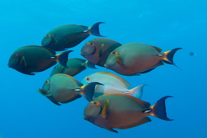 Kauai's Ultimate Discover Scuba Dive - OCEAN EXPERIENCE (1 Tank Dive) - The Medical Form and the Flight Rule
