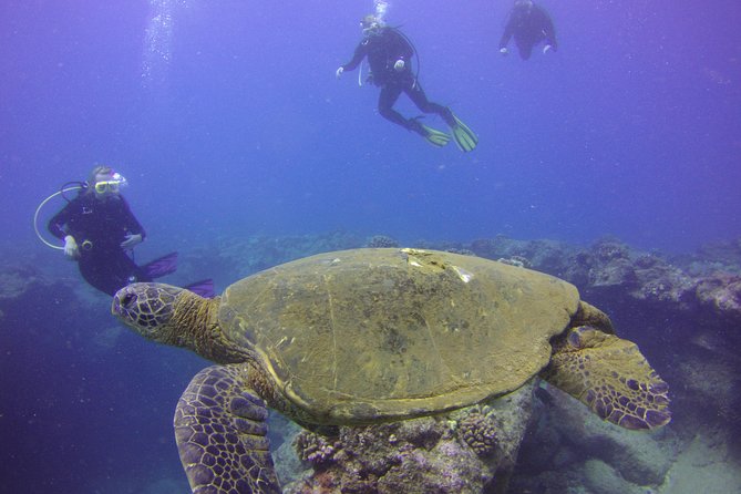 Kauai's Ultimate Discover Scuba Dive - OCEAN EXPERIENCE (1 Tank Dive) - Who Will Enjoy This Most