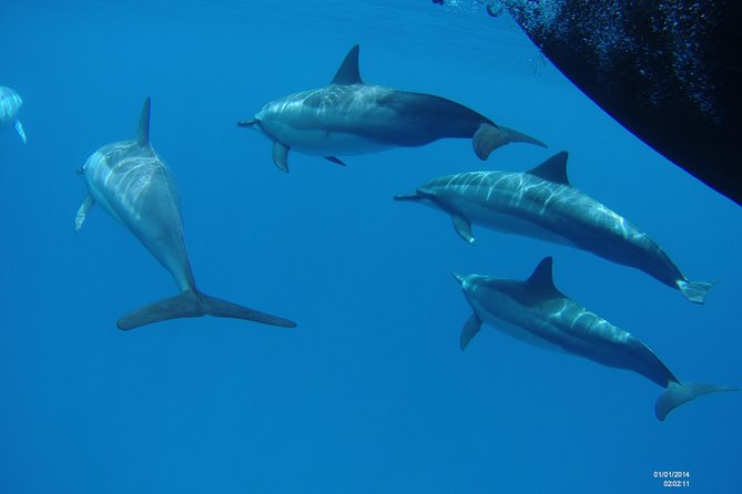Kauai's Ultimate Dive Boat Adventure (for CERTIFIED Divers Only) - Poipu’s lava reefs below the surface
