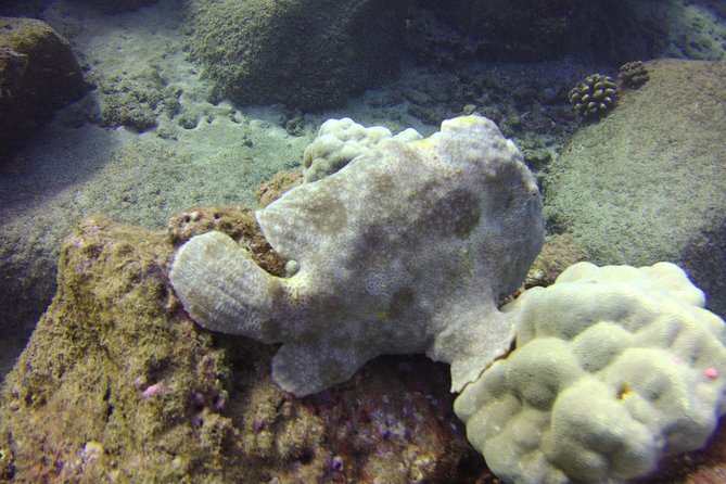Kauai's Ultimate Dive Boat Adventure (for CERTIFIED Divers Only) - The $285.29 price: who gets good value