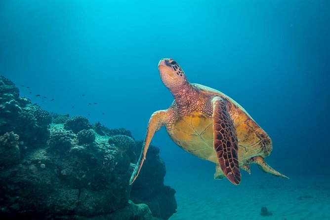 Kauai's Ultimate Dive Boat Adventure (for CERTIFIED Divers Only) - Spouting Horn and the south-shore setting