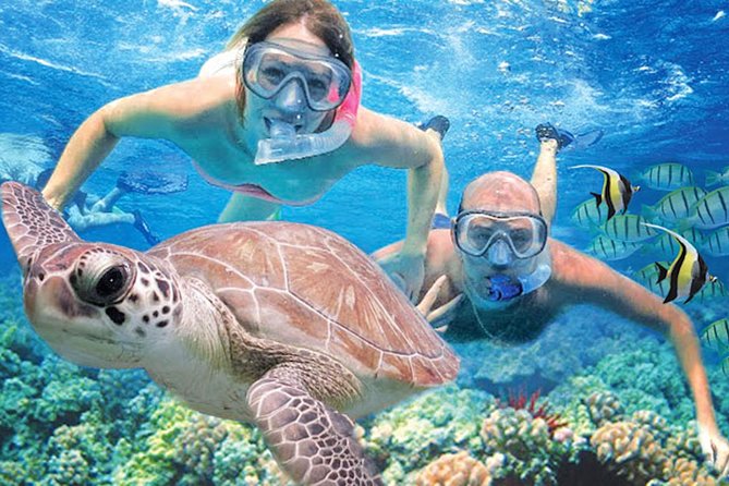 Kauai’s Ultimate Guided Shore Snorkel in South Poipu - Key points to know before booking