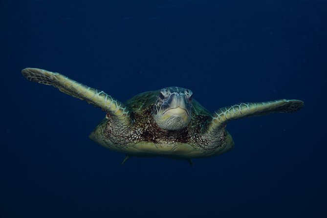 Kauai’s Ultimate Guided Shore Snorkel in South Poipu - What you can see over the reef