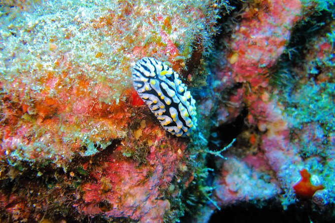 Kauai’s Ultimate Guided Shore Snorkel in South Poipu - The floating raft and the human side of the tour