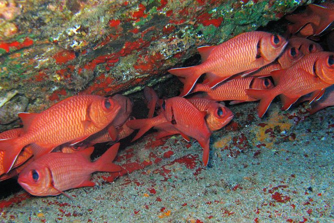 Kauai’s Ultimate Guided Shore Snorkel in South Poipu - Practical limits you should take seriously