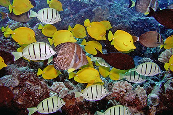 Kauai's Ultimate South Island Zodiac Boat Snorkel Adventure - Time in the Water: The Main Value Question