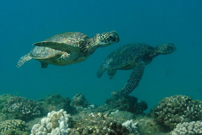 Kauai's Ultimate South Island Zodiac Boat Snorkel Adventure - Weather, Cancellations, and the Fine Print
