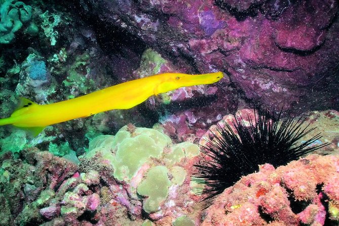 Kauai's Ultimate South Shore 2 Tank Dive (Certified Divers Only) - The shore entry: easy, but not effortless