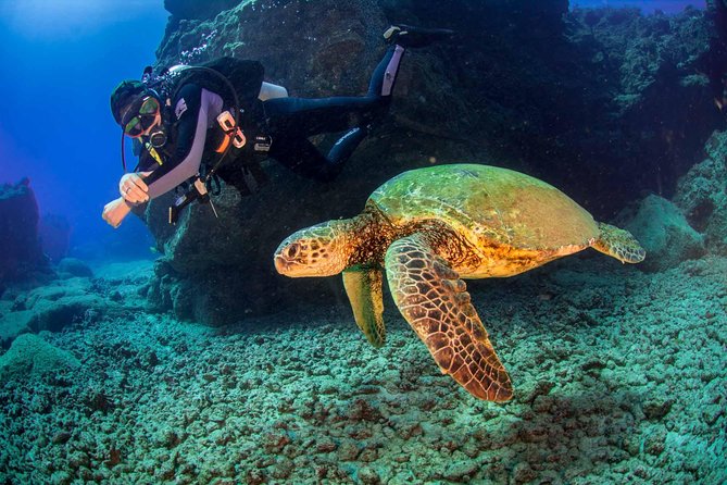 Kauai's Ultimate South Shore 2 Tank Dive (Certified Divers Only) - Marine life, coral, and realistic expectations
