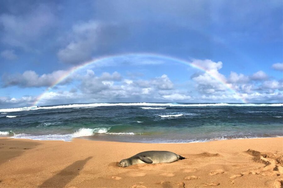 Kauai: Waimea Canyon & Kokeʻe State Park Private Tour - Why the private format can be worth the price