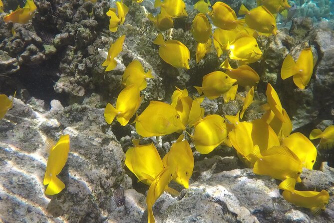 Kealakekua Bay (Captain Cook Monument) Snorkel and Sail Adventure - Practical details that can affect your day