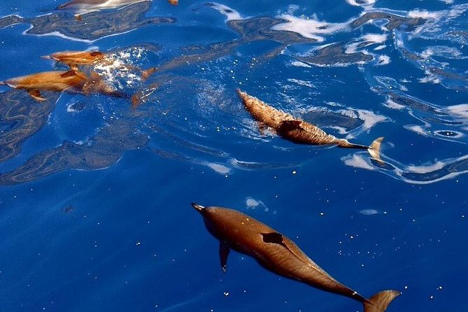 Kealakekua Bay (Captain Cook Monument) Snorkel and Sail Adventure - Should you book the Kealakekua Bay sail?