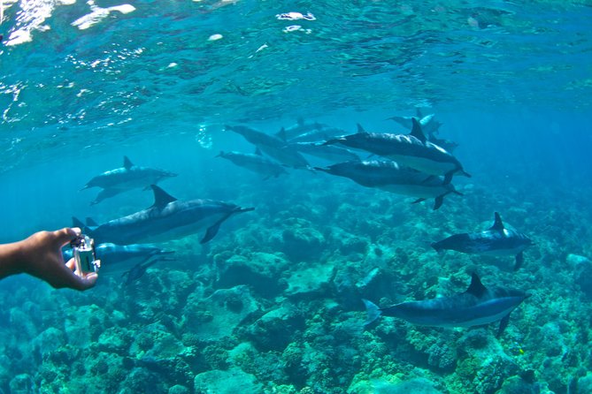 Kealakekua Bay Snorkeling Tour - 4 hour Kona Zodiac Adventure - How Much Value Do You Get for $130.46?