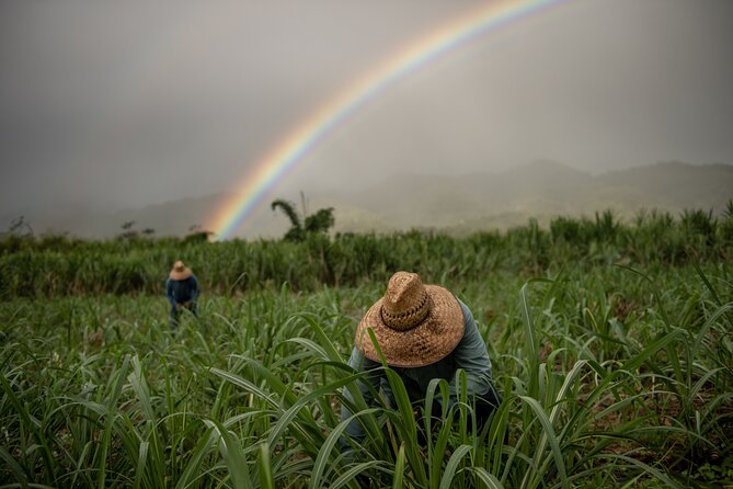Kō Hana Hawaiian Rum Distillery Tour and Tasting for One - Seeing Hawaiian sugarcane before tasting the rum