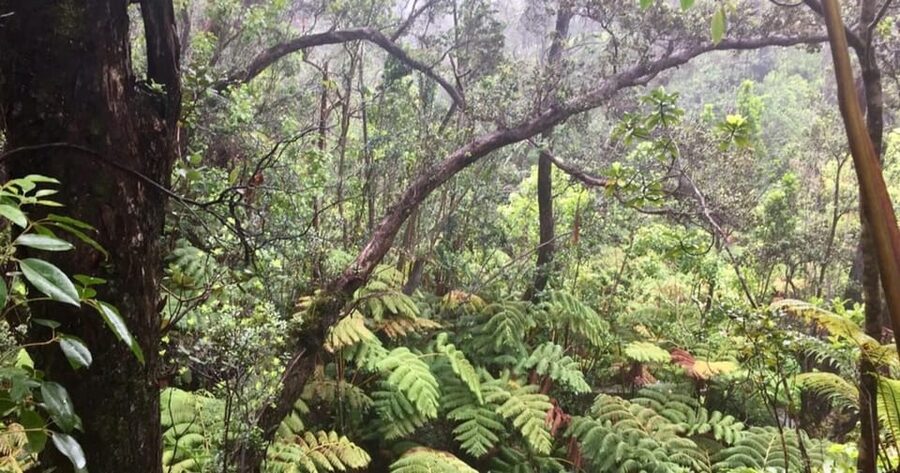 Kona: Big Island Big Volcano Adventure - Akaka Falls and the roads around Honomu