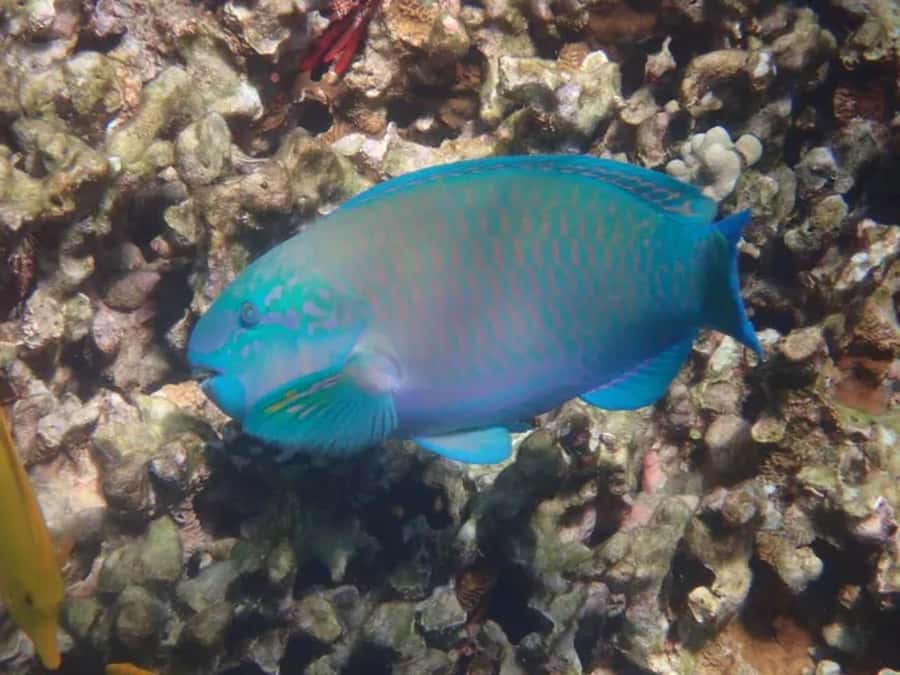 Kona: Captain Cook Snorkel Tour - Why Kealakekua Bay makes this tour worthwhile