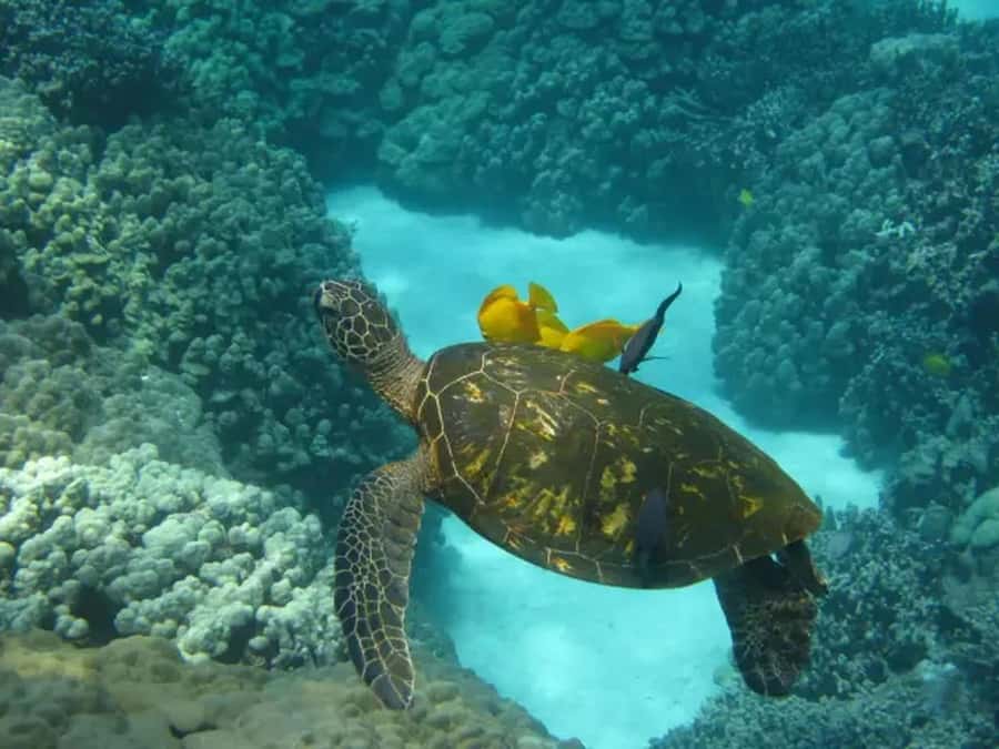 Kona: Captain Cook Snorkel Tour - Check-in comes before the boat ride