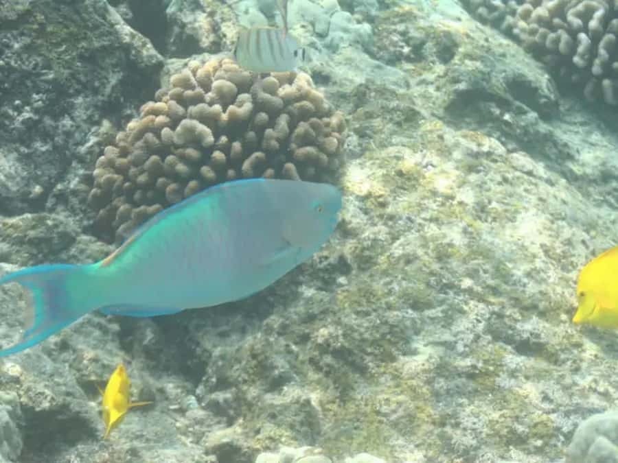 Kona: Captain Cook Snorkel Tour - The 30-minute cruise along Hawaii Island’s coast
