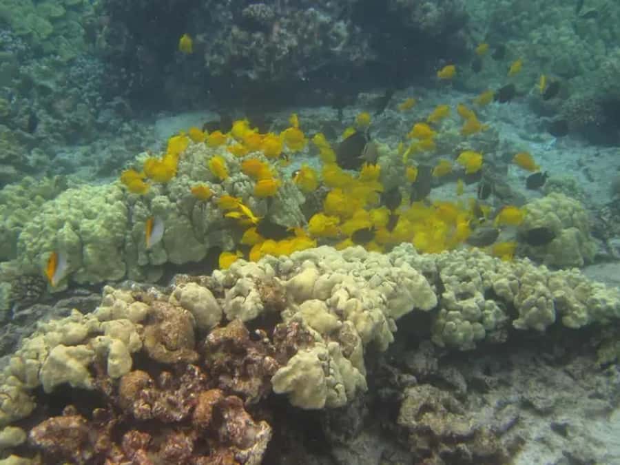 Kona: Captain Cook Snorkel Tour - Who should book, and who should skip it