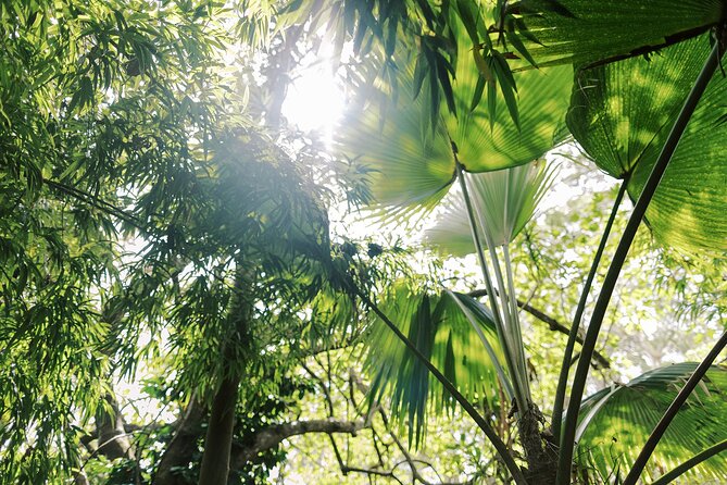 Kona Cloud Forest Sanctuary Montane Jungle Tour (2.5 hrs) - What the 9 a.m. visit is like