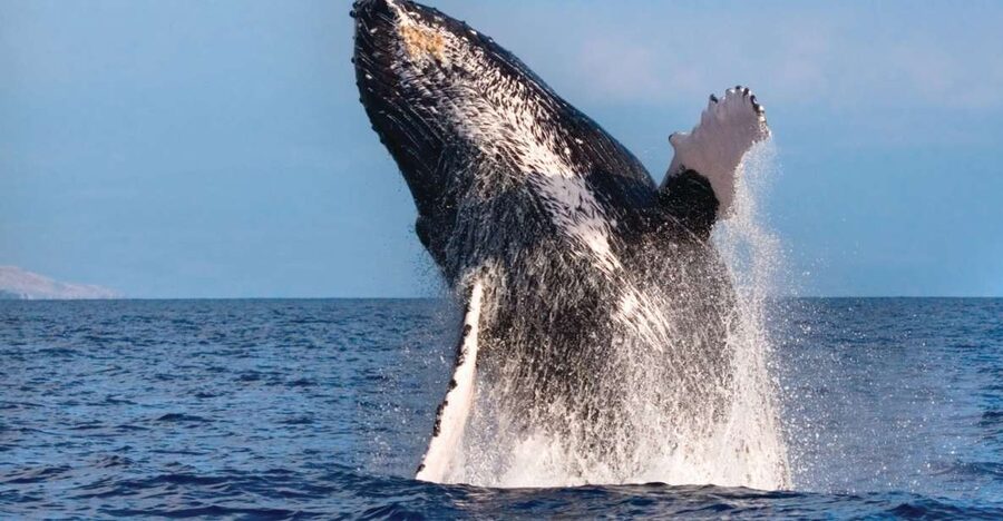 Kona Deluxe Catamaran Whale Watching Cruise - Key points to know before you book