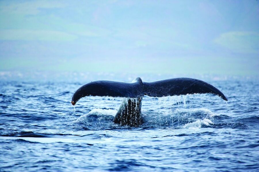 Kona Deluxe Catamaran Whale Watching Cruise - What happens during the 90-minute route