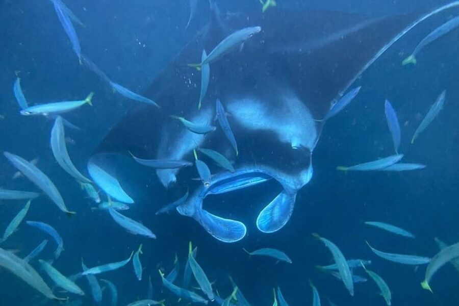 Kona Hi, Sunset Manta Ray Tour 10 passengers maximum - Key things to know before you book