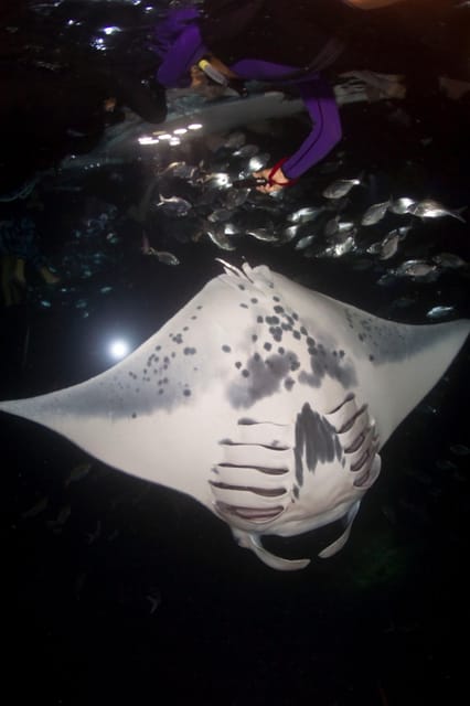 Kona Hi, Sunset Manta Ray Tour 10 passengers maximum - What makes the small boat worth the price