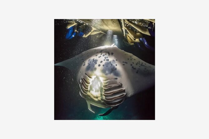 Kona Manta Ray Night Snorkel Adventure! Small Group - Why the manta ray encounter is so special