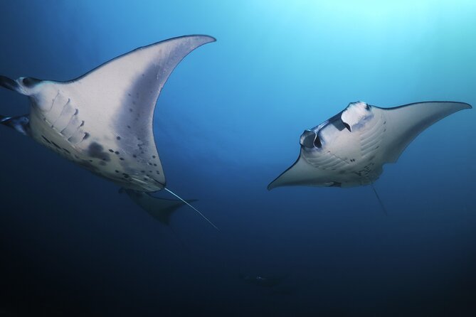 Kona Manta Ray Night Snorkel Adventure! Small Group - Price and practical value at $83.95