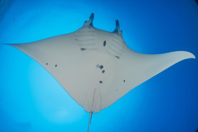Kona Manta Ray Night Snorkel Adventure! Small Group - The zodiac ride adds speed and spray