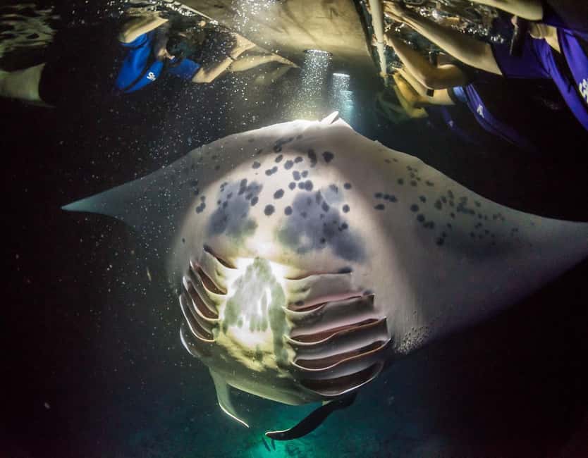 Kona: Manta Ray Snorkel Tour, Guaranteed or Come Again Free - Key points to know before you book