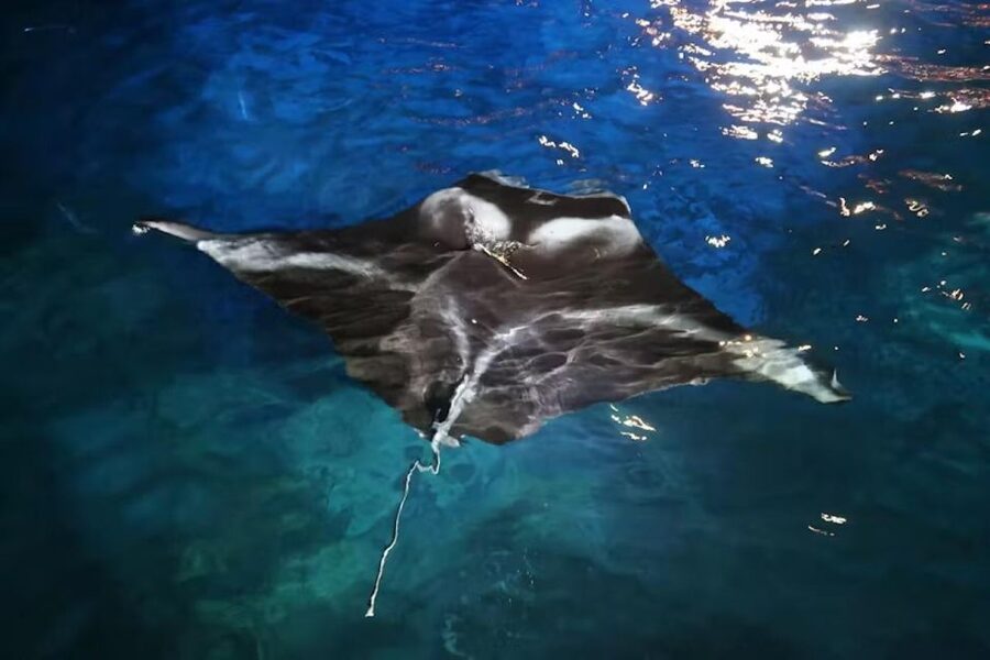 Kona: Manta Ray Snorkel Tour, Guaranteed or Come Again Free - Choosing an early or later departure