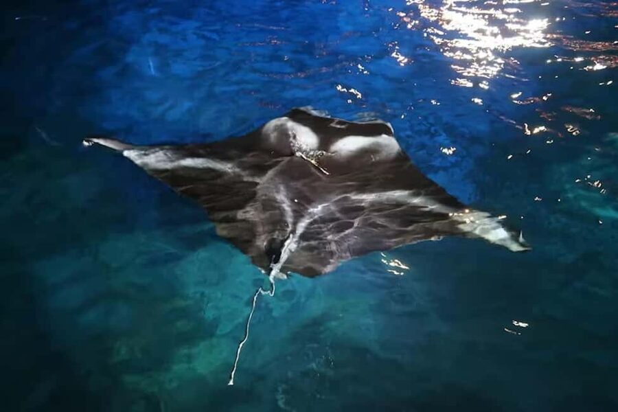 Kona: Manta Ray Snorkel Tour, Guaranteed or Come Again Free - Is $95 a good value?
